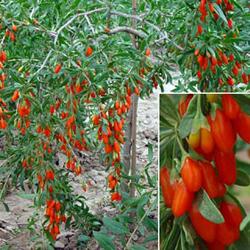 goji in Goji   amazing plant