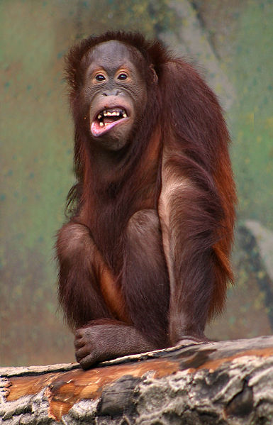 orangutang laughing in Laughter