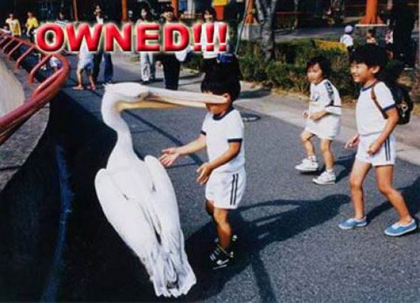 owned fails gallery 33 in Funniest OWNED Photographs Ever Taken