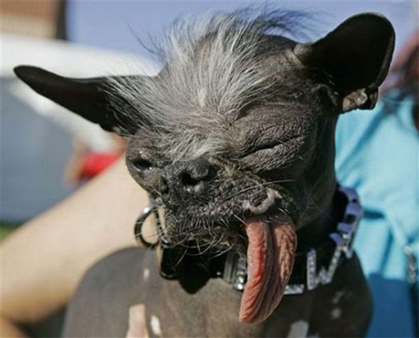 ugliest dog in the world 08 in The Ugliest Dog in the World: Contest Winners