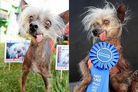 ugliest dog in the world 17 in The Ugliest Dog in the World: Contest Winners