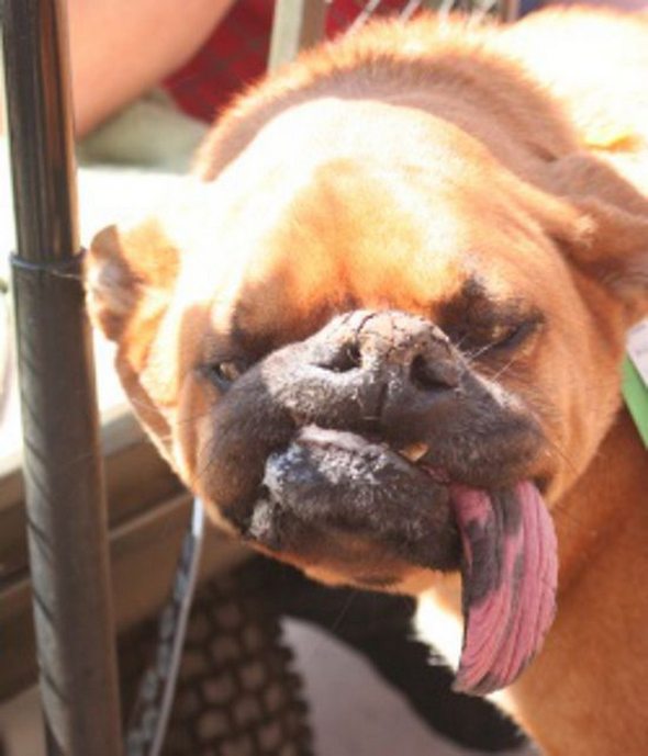 ugliest dog in the world 18 in The Ugliest Dog in the World: Contest Winners