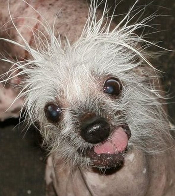 ugliest dog in the world 19 in The Ugliest Dog in the World: Contest Winners