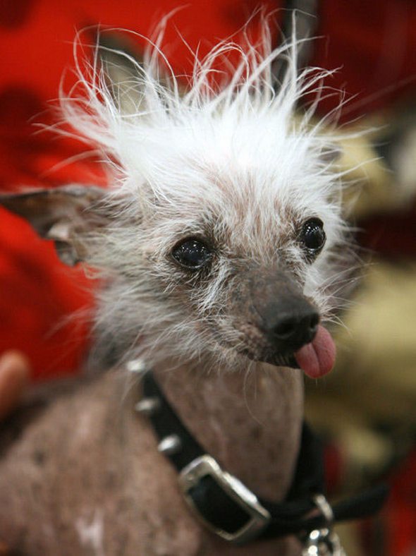 ugliest dog in the world 20 in The Ugliest Dog in the World: Contest Winners