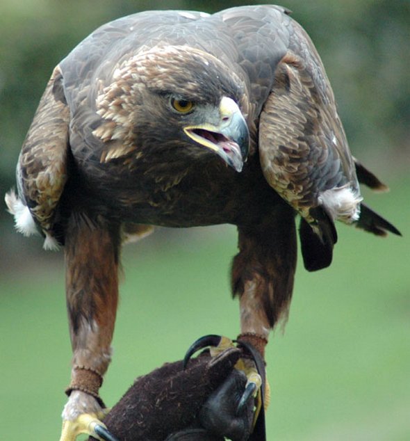 birds of prey 18 in Enormous Sky hunters: Birds of Prey