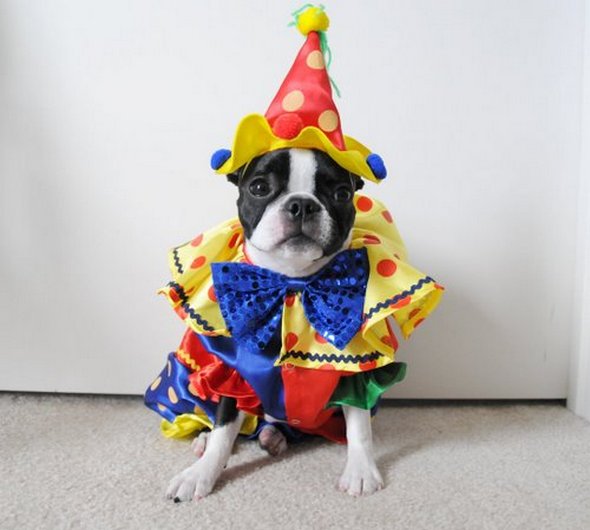 crazy dog costume ideas 01 in Crazy Halloween Dog Costume Ideas