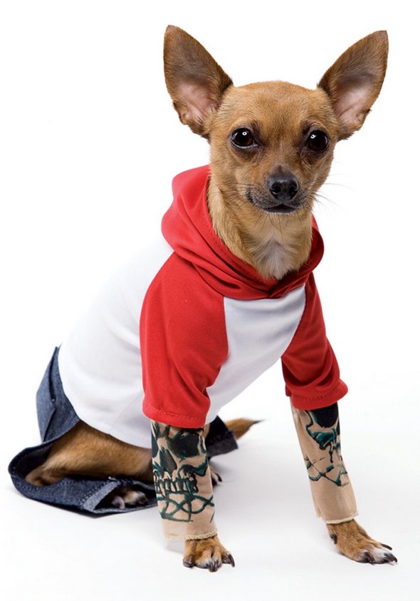 crazy dog costume ideas 19 in Crazy Halloween Dog Costume Ideas