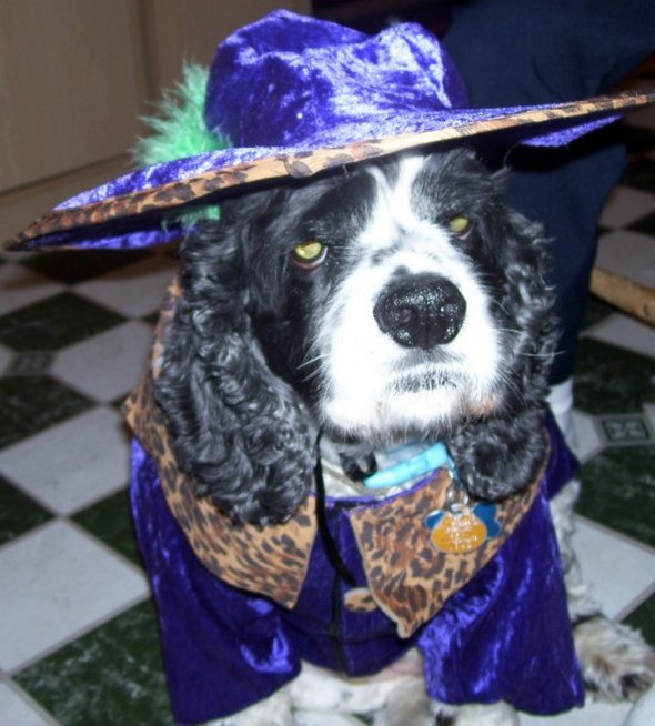 crazy dog costume ideas 25 in Crazy Halloween Dog Costume Ideas