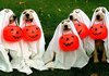 Crazy Halloween Dog Costume Ideas