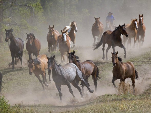 galloping horse paintings 13 in 31 Amazing Galloping Horses Paintings