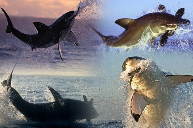great white sharks hunting 00 in Great White Shark Hunting: Fearsome Predator in Action