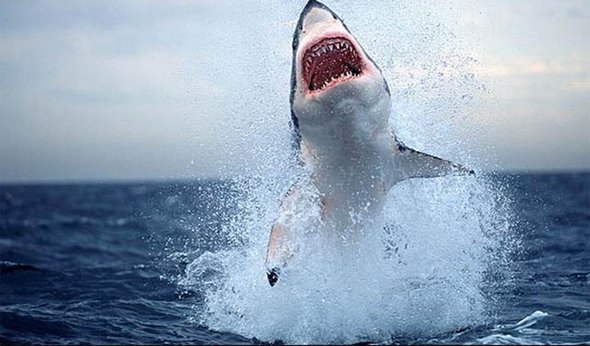 great white sharks hunting 01 in Great White Shark Hunting: Fearsome Predator in Action