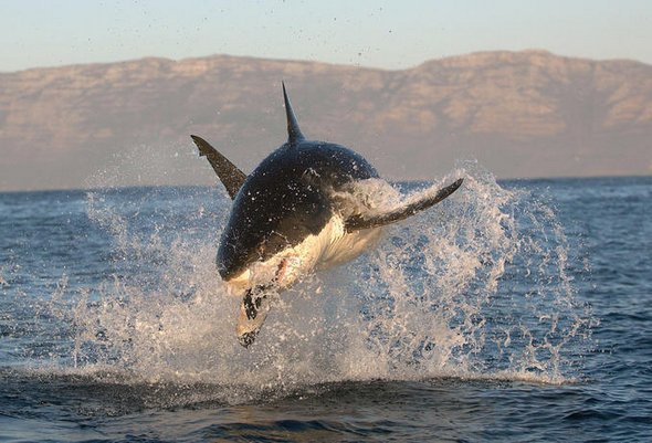 great white sharks hunting 04 in Great White Shark Hunting: Fearsome Predator in Action