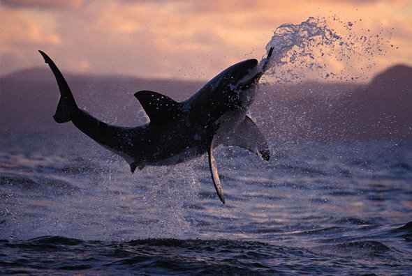 great white sharks hunting 06 in Great White Shark Hunting: Fearsome Predator in Action
