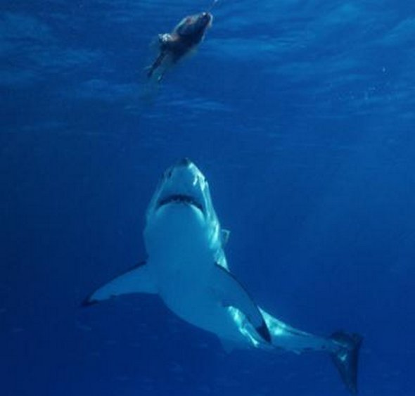 great white sharks hunting 07 in Great White Shark Hunting: Fearsome Predator in Action