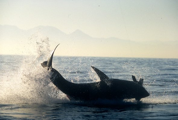 great white sharks hunting 09 in Great White Shark Hunting: Fearsome Predator in Action