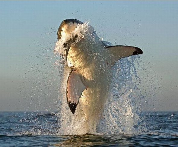 great white sharks hunting 21 in Great White Shark Hunting: Fearsome Predator in Action