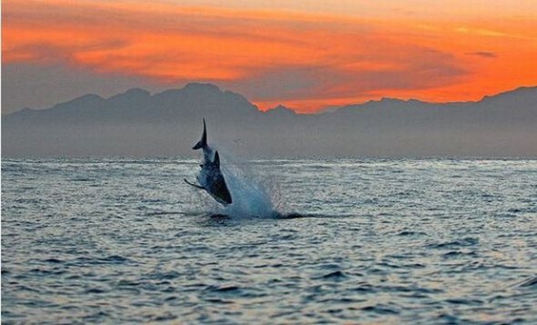 great white sharks hunting 24 in Great White Shark Hunting: Fearsome Predator in Action