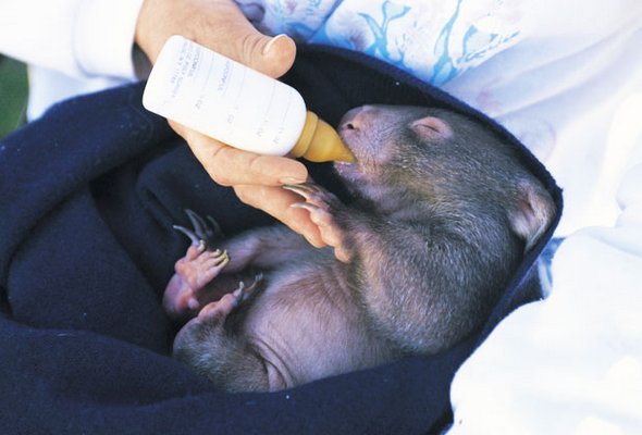 newborn baby wombats 02 in Newborn Baby Wombats: Cute or Not?