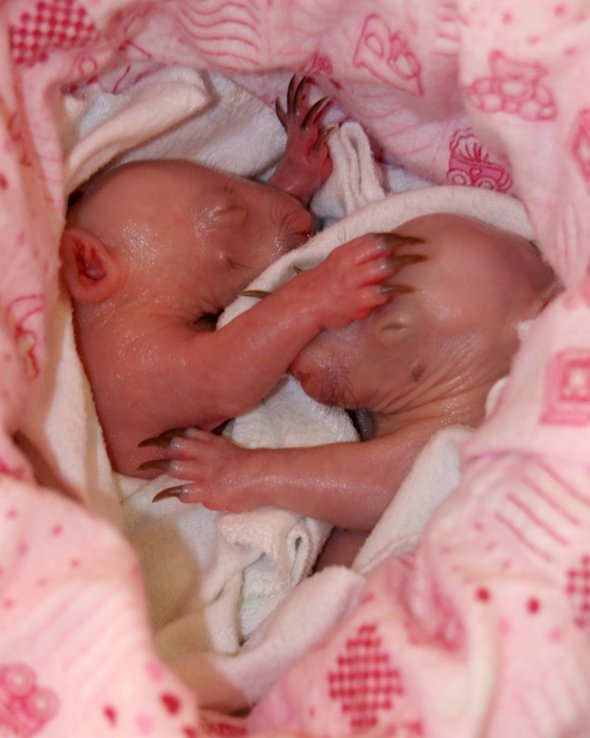 newborn baby wombats 10 in Newborn Baby Wombats: Cute or Not?