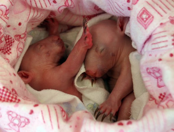 newborn baby wombats 12 in Newborn Baby Wombats: Cute or Not?