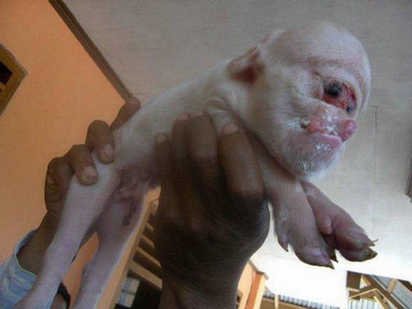 weirdest creatures ever 03 in 5 Weirdest Creatures Ever Found