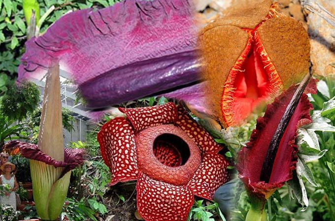 4 the worlds most unusual plants 00 in 4 Worlds Most Unusual Plants