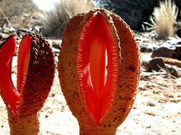 4 the worlds most unusual plants 05 in 4 Worlds Most Unusual Plants