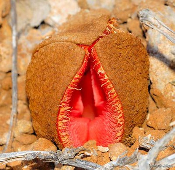 4 the worlds most unusual plants 06 in 4 Worlds Most Unusual Plants