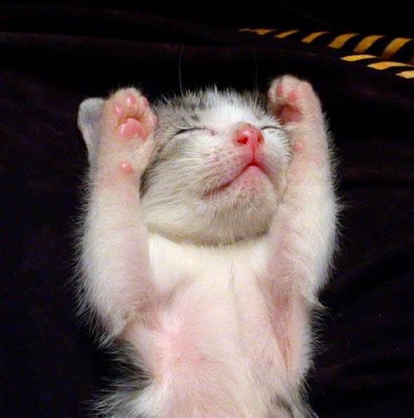 animals behave like people 19 in What Happens When Animals Behave Like People?