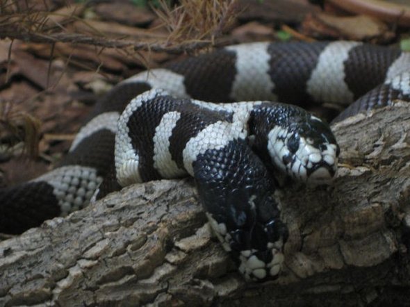 two headed snakes 11 in Two Headed Snakes   Strange Creatures