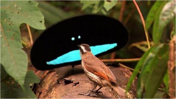unbelivable non photoshopped images 16 in Top 50 Most Unbelievable   Yet Not Photoshopped Photographs