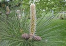 Strangely Shaped Plants From My Garden