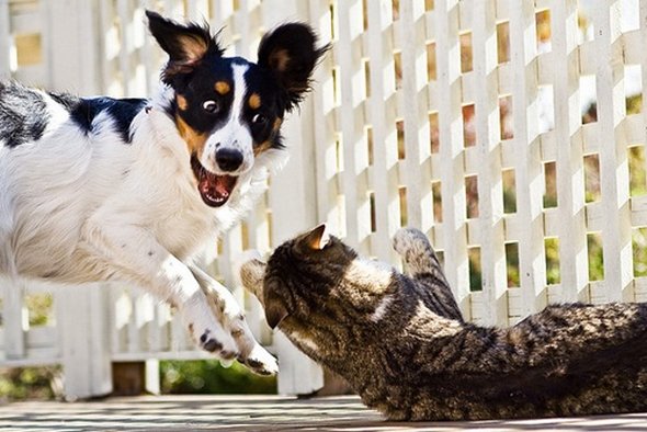 21 adorable cat and dog photography 06 in 21 Adorable Cat and Dog Photography