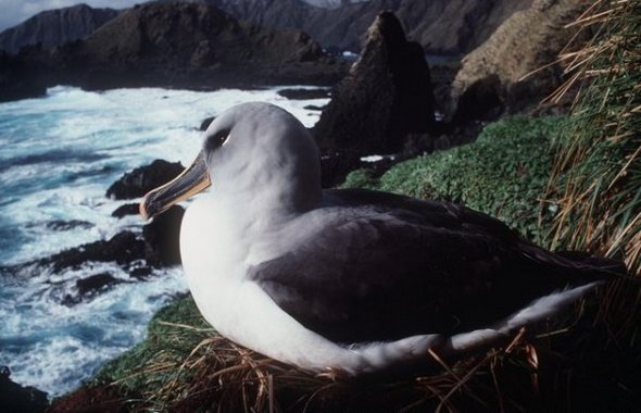 31 best antarctica photos 04 in 31 Best Antarctica Photos