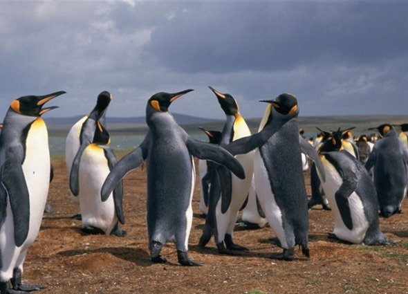 31 best antarctica photos 24 in 31 Best Antarctica Photos