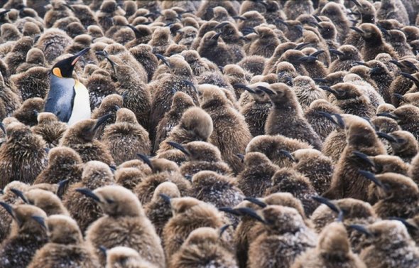 31 best antarctica photos 26 in 31 Best Antarctica Photos