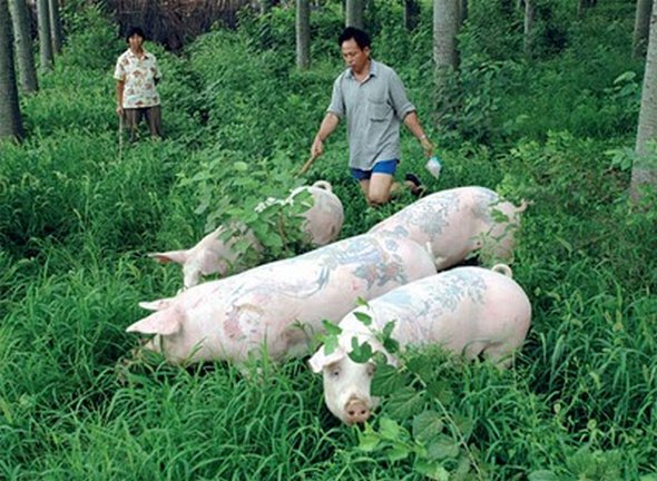 tattooed pigs 01 in Tattooed Pigs by Wim Delvoye 