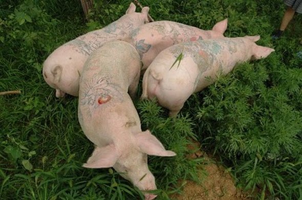 tattooed pigs 03 in Tattooed Pigs by Wim Delvoye 