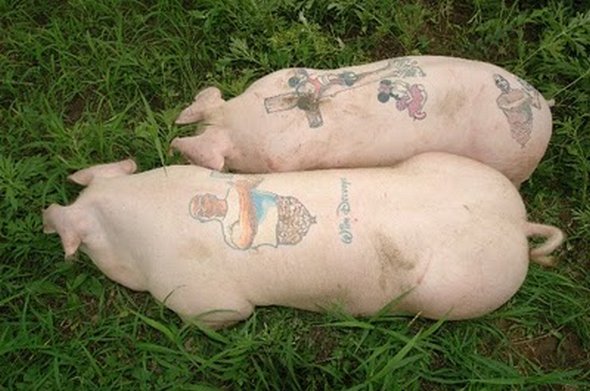 tattooed pigs 04 in Tattooed Pigs by Wim Delvoye 