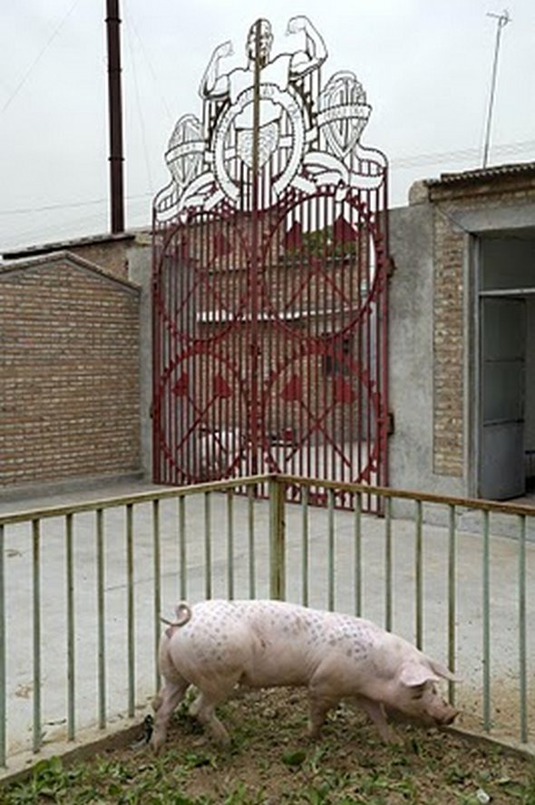 tattooed pigs 05 in Tattooed Pigs by Wim Delvoye 