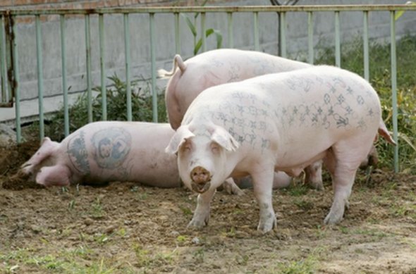 tattooed pigs 06 in Tattooed Pigs by Wim Delvoye 