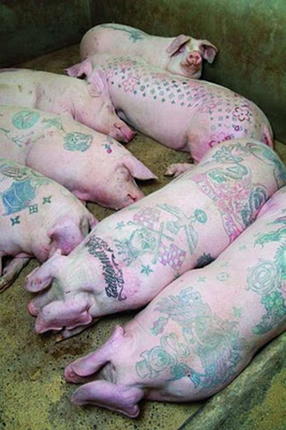 tattooed pigs 07 in Tattooed Pigs by Wim Delvoye 