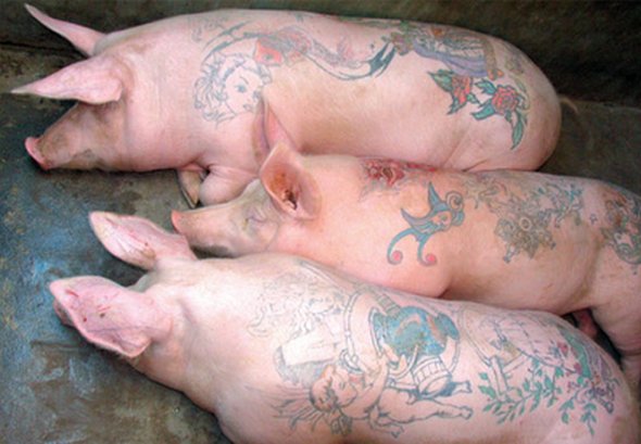 tattooed pigs 09 in Tattooed Pigs by Wim Delvoye 