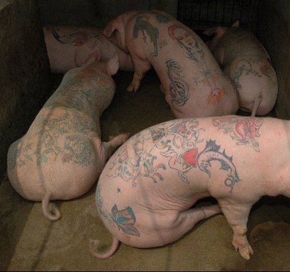tattooed pigs 10 in Tattooed Pigs by Wim Delvoye 