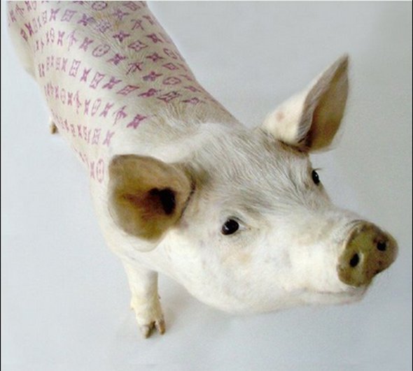 tattooed pigs 11 in Tattooed Pigs by Wim Delvoye 