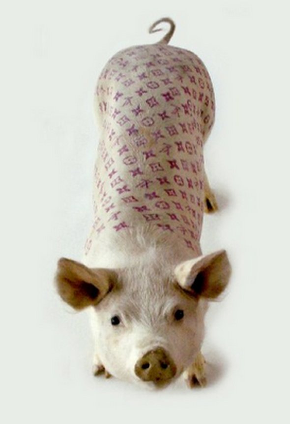 tattooed pigs 12 in Tattooed Pigs by Wim Delvoye 