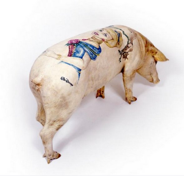 tattooed pigs 13 in Tattooed Pigs by Wim Delvoye 