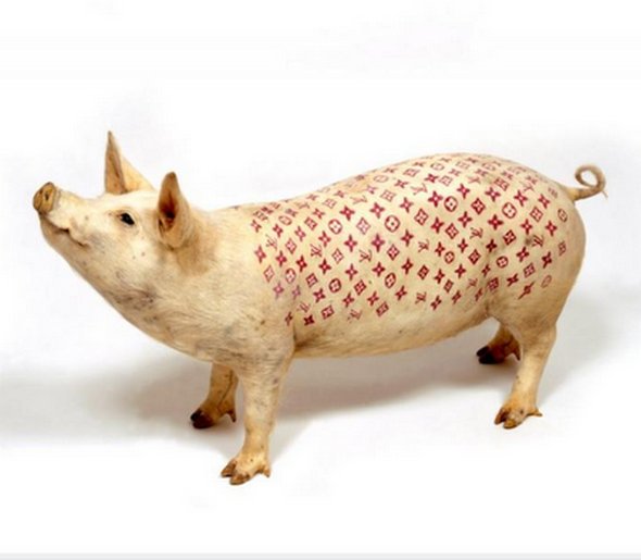 tattooed pigs 14 in Tattooed Pigs by Wim Delvoye 