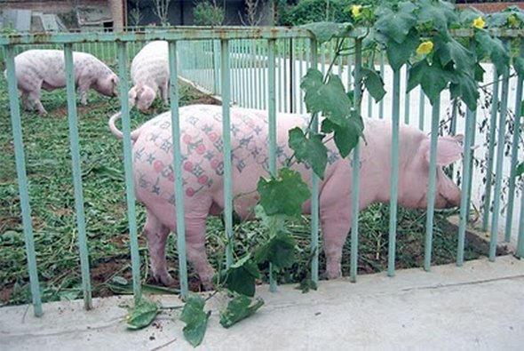 tattooed pigs 15 in Tattooed Pigs by Wim Delvoye 